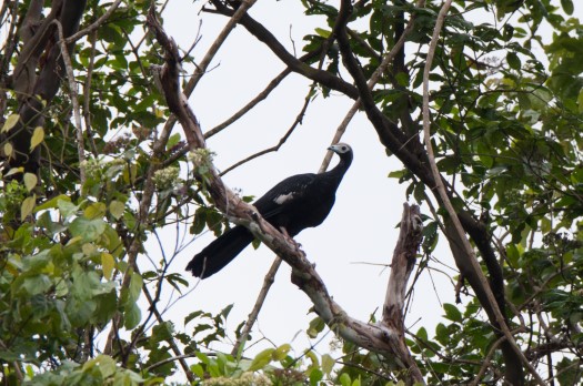 Common Piping-Guan in Cuyabeno Reserve